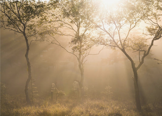 Three trees | Wallpaper
