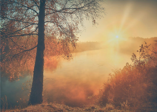 Gold of the fall | Wallpaper