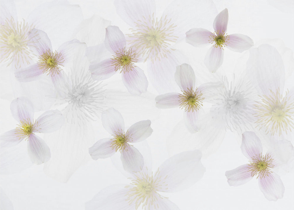 Clematis Art | Wallpaper