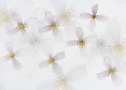 Clematis Art | Wallpaper