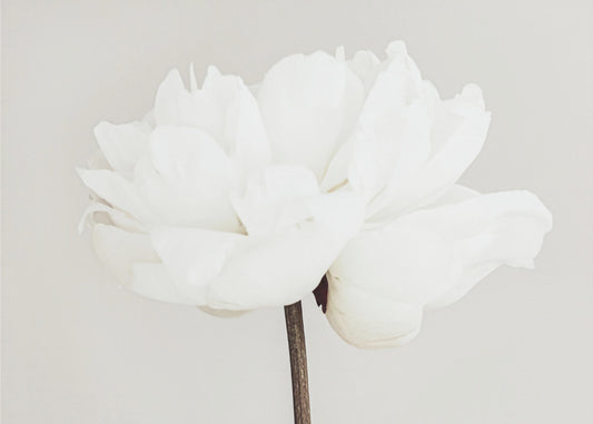Peony 11 | Poster