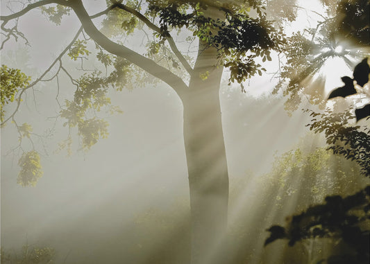 Fog at Møns Klint | Wallpaper