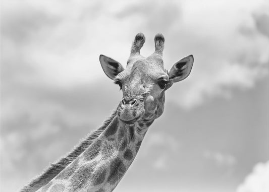 The giraffe - Wildlife V | Wallpaper
