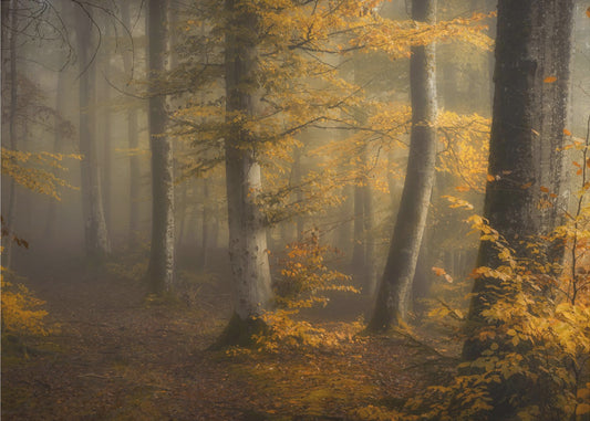 Autumn woods | Wallpaper