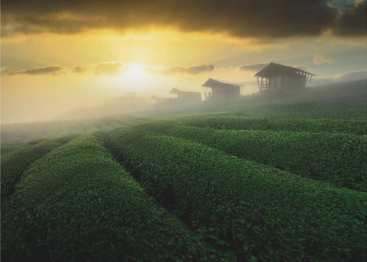 misty sunrise in tea garden | Wallpaper