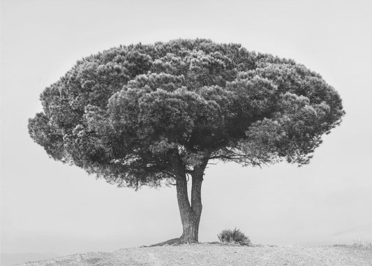 TREE | Wallpaper