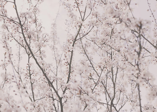 Spring blossoms | Wallpaper