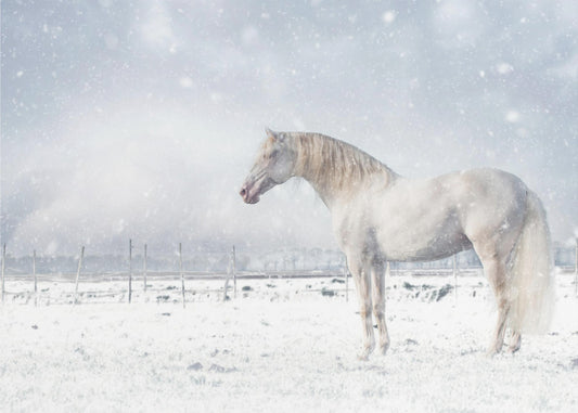 Let it snow... | Wallpaper