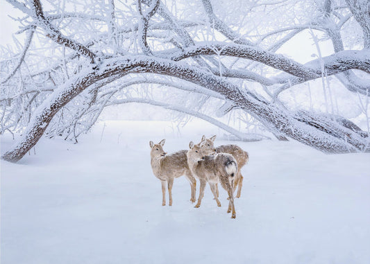 Hirschspaziergang im Schnee | Leinwand-Bilder