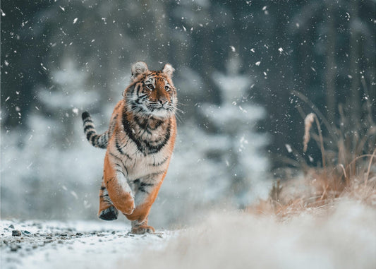 Der sibirische Tiger | Leinwand-Bilder