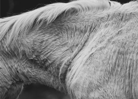 Pferd II | Leinwand-Bilder
