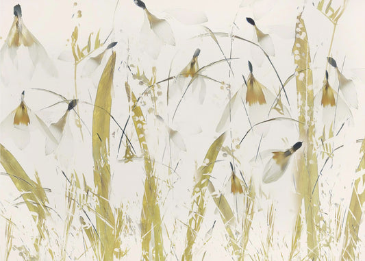 Snowdrops | Wallpaper