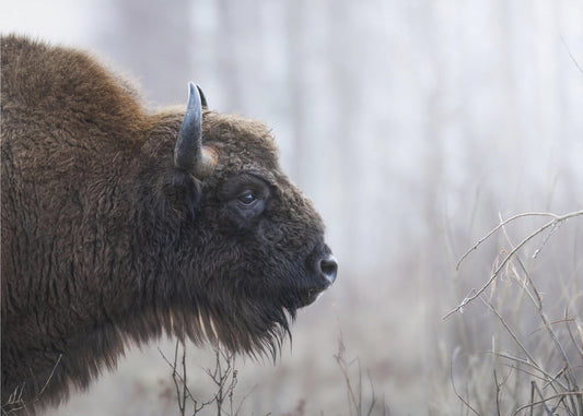 Profil de Bison | Tableaux sur Toile