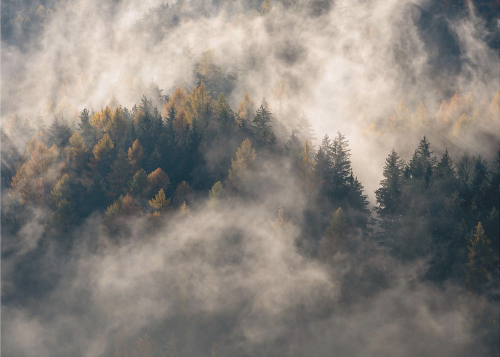 Fog in the trees | Wallpaper