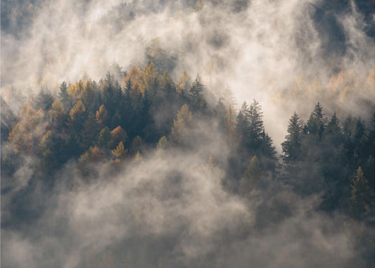 Fog in the trees | Wallpaper