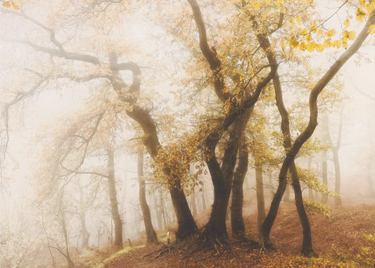 dancing trees | Wallpaper