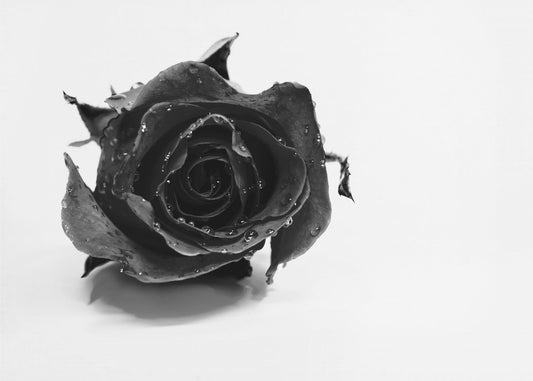 Schwarze Rose | Leinwand-Bilder
