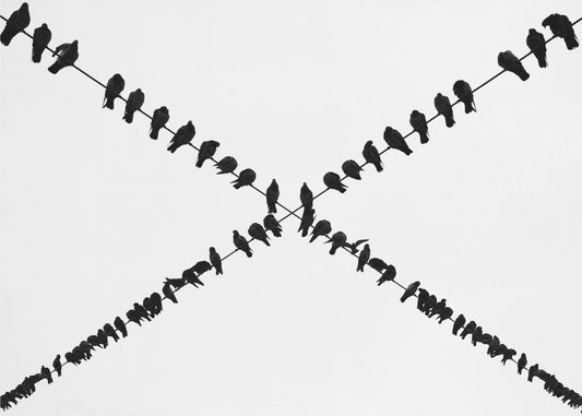 X | Leinwand-Bilder