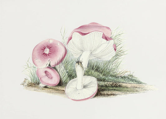 Vintage Russula Emetica Mushroom | Canvas