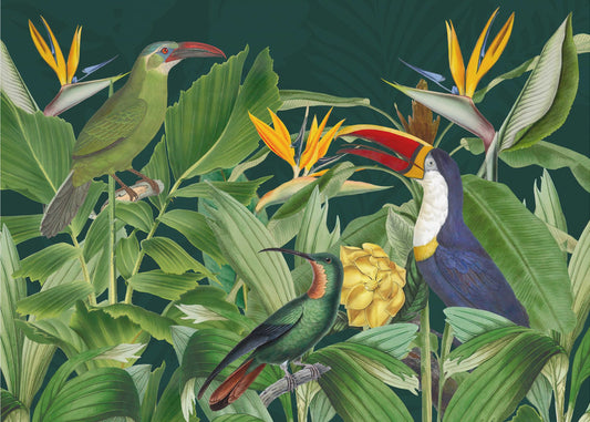 Rainforest Birds | Wallpaper