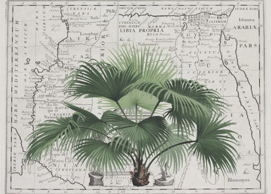 Tropical Empire No3 | Wallpaper