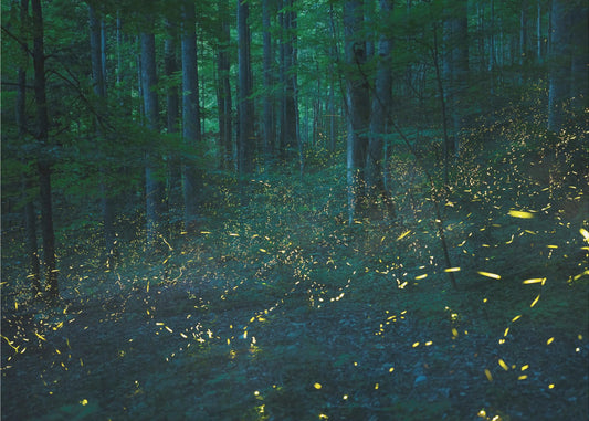 Spirit of Forest | Wallpaper