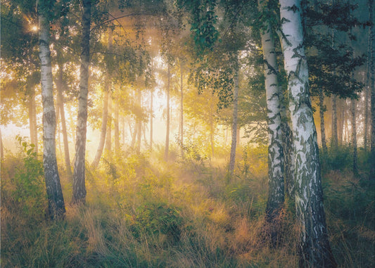 Gold in the forest | Wallpaper