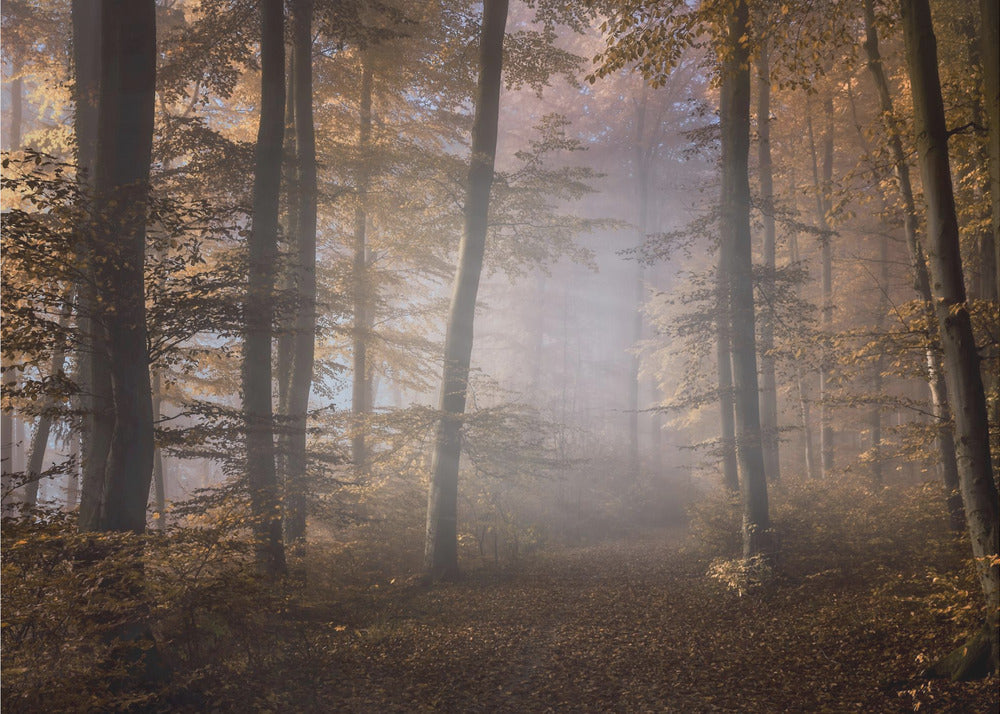 Chemin vers la lumière | Papier Peint Photo