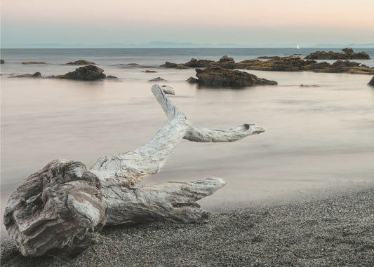 Treefish carcass | Wallpaper