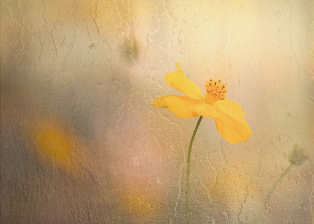 cosmos in rain | Wallpaper