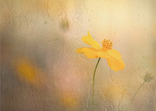 cosmos in rain | Wallpaper