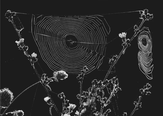 Spinnennetze | Leinwand-Bilder