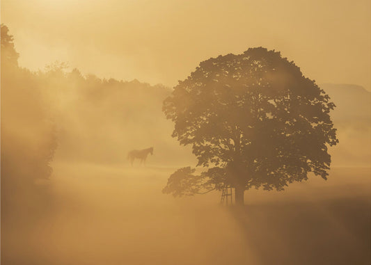 Herbstmorgen | Leinwand-Bilder