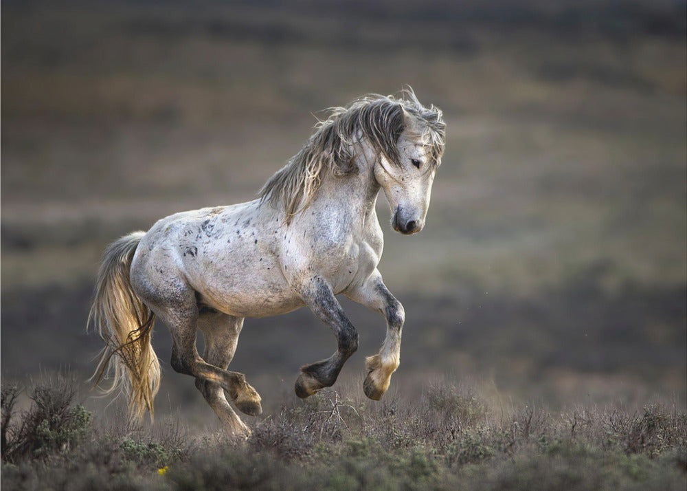 Mustang, villhest / Equus ferus caballus | Lerretsbilder