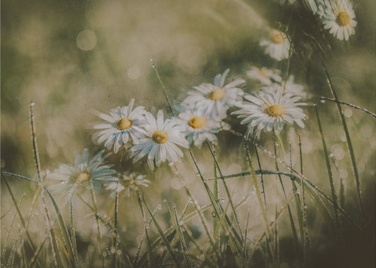 Gänseblümchen am frühen Morgen | Leinwand-Bilder
