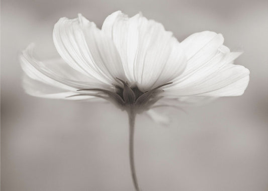 Cosmos | Canvas