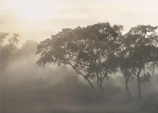 SAVANA SUNRISE | Wallpaper