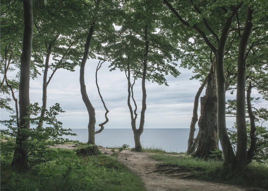 Forest At the Sea 2 | Wallpaper
