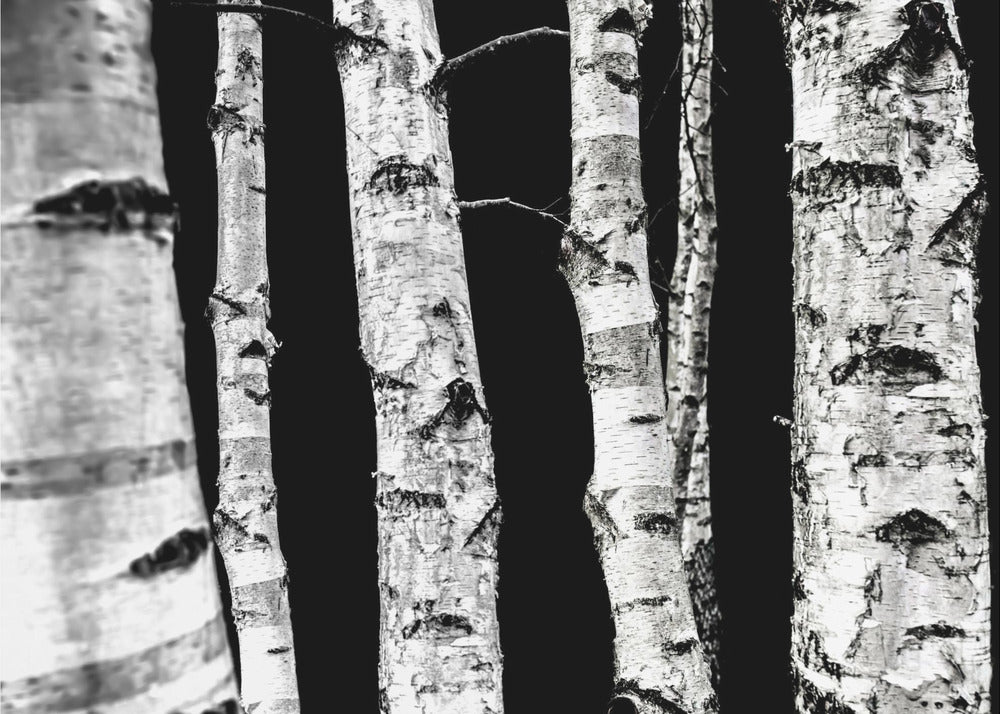 Birch Trees | Wallpaper