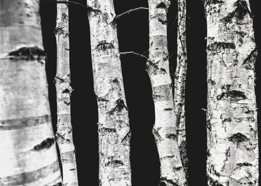 Birch Trees | Wallpaper