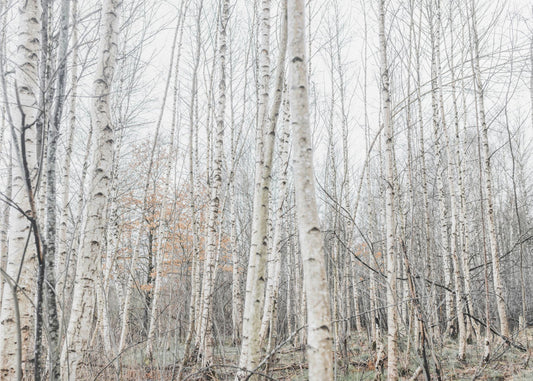 Birch Trees 9 | Wallpaper