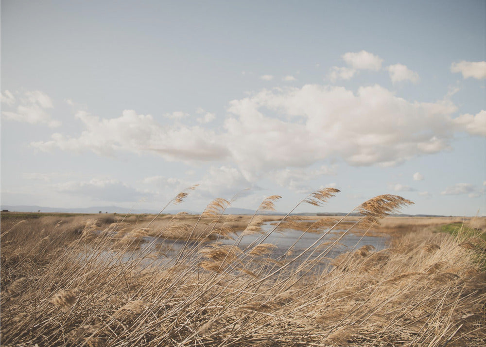 Marshland No.6 | Canvas