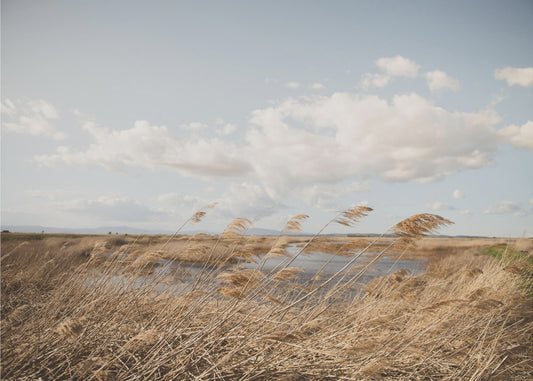 Marshland No.6 | Canvas