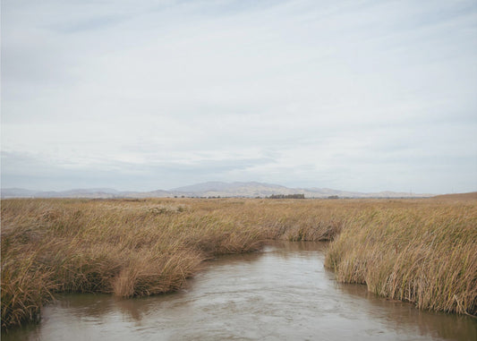 Marshland No.1 | Canvas