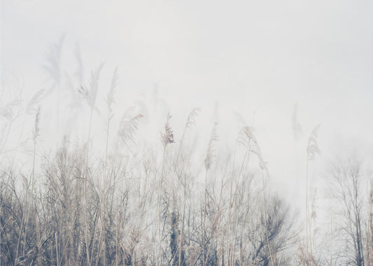 Landscape of reeds and grass | Canvas