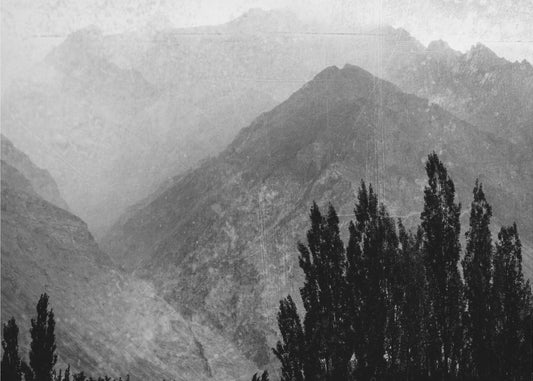 Trees in the mountains | Canvas