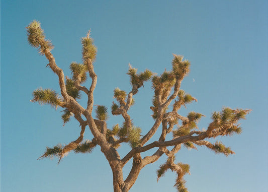 Joshua Tree Mond III | Leinwand-Bilder