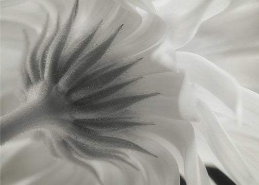 Ringelblume | Leinwand-Bilder