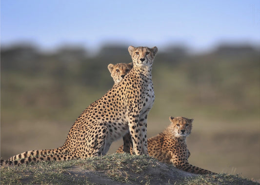 Cheetahs Family | Poster