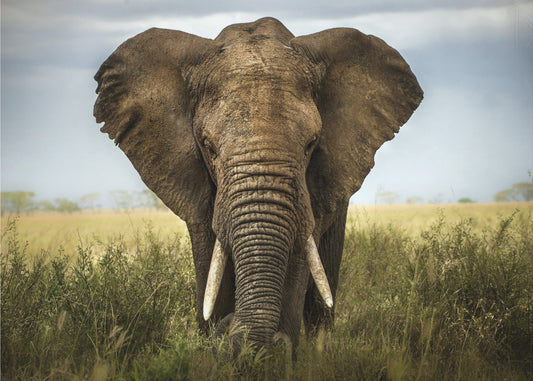 Encounters in Serengeti | Poster